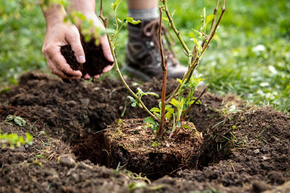 Consegnate ai residenti di Este le piante donate da Veneto Agricoltura