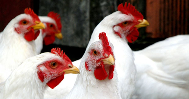 Misure di controllo e sorveglianza per contenere l'influenza aviaria