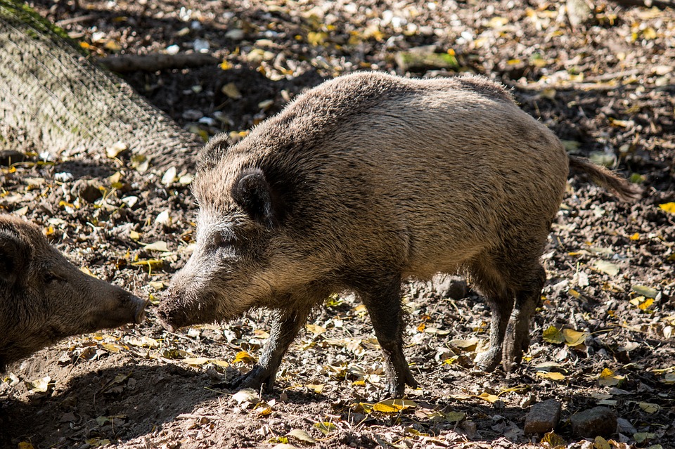 Cinghiale_Bosco