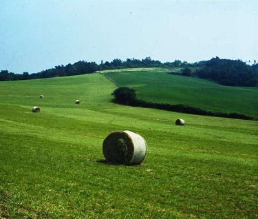 Avviso pubblicazione bando 6.4.2 creazione e sviluppo di attivita’ extra-agricole nelle aree rurali